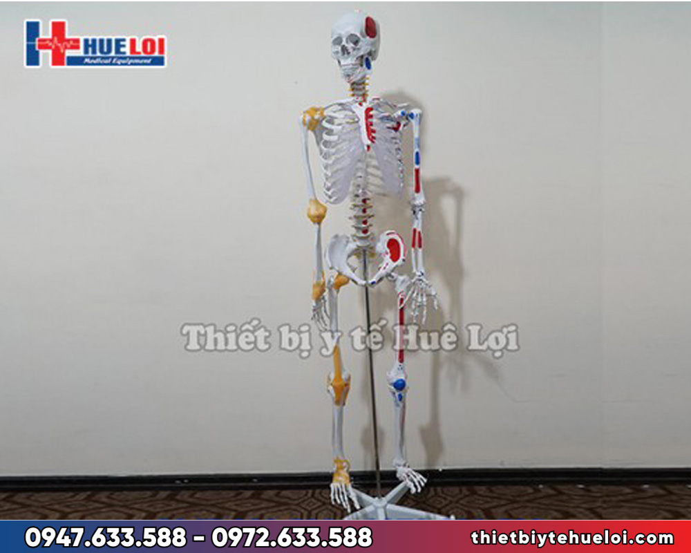 Mô hình giải phẫu xương người 170cm đa chức năng